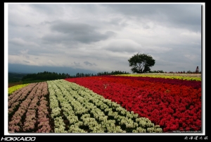 北海道 美瑛四季之丘