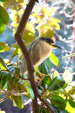 我家愛死小小白兔子打鳥記