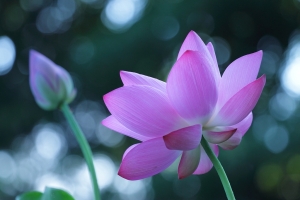 2013.06.09 荷日君在來？下禮拜再戰！… by DW