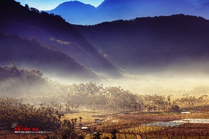 南投魚池 頭社之晨