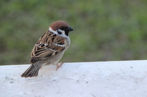 新人報到^^  試著打鳥練習