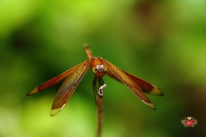 生態隨拍_善變蜻蜓