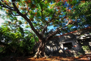 高雄 大湖甘仔蜜會社