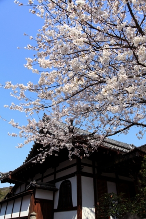 櫻之戀-(京.阪.神)