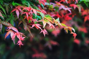 四月楓紅 -- 屬於台北這一季的浪漫