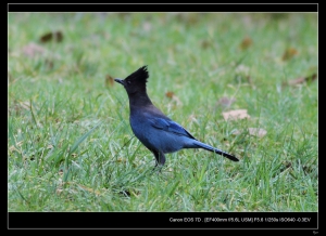 EF 400mm F5.6 鳥五 暗冠藍鴉 (Steller's Jay, 學名: Cyanocitta stel