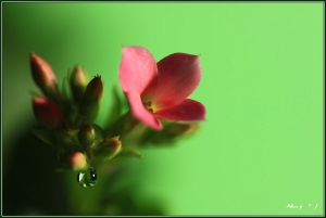 台中Wang~~幾朵花幾片葉。