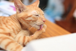 [35L] 我家有隻咬人貓~