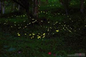 4/13 火金姑 螢火蟲。東勢林場