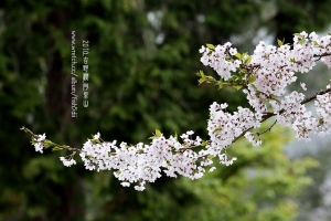 阿里山 ~ 吉野櫻花季
