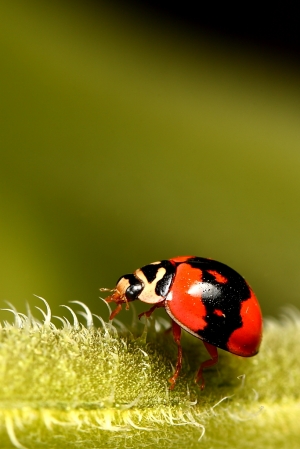 舊百微拼新百微