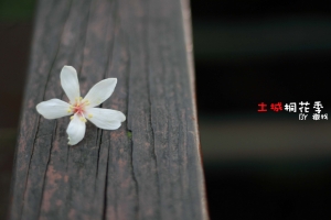 【土城】桐花季節＊