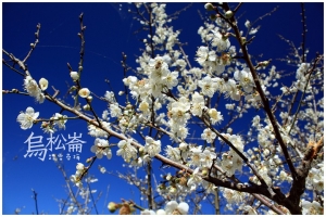 [南投]烏松崙踏雪尋梅