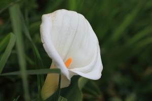 除了海芋 ~~還是海芋~~