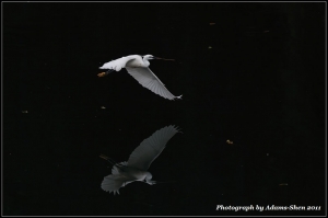 +飛飛飛+@毒魔兔