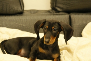 想拍它們搶東西真難