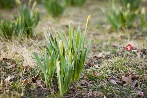 ::: Spring's Coming 拜訪春天 by DV :::