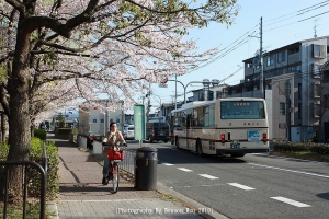 2010-04 日本京都 - 鴨川&哲學之道櫻花行 (Day 1) 圖多