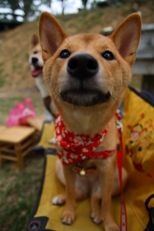 11/7台南虎頭埤柴犬聚會