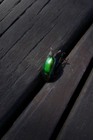 被遺忘的景點-舊鐵橋濕地