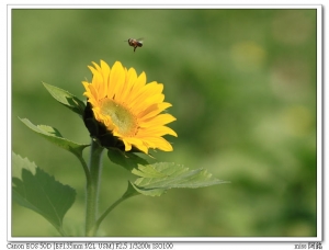 元旦彰化秀水鄉下崙村社區活動