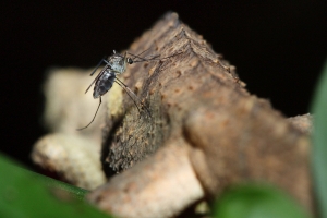 [生態] 食  Macro