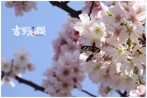 [淡水]2010春之旅‧天元宮賞櫻Part2
