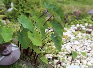 [5D III] 5D3+24-70 II_5.花草-室外篇 -by jyp.