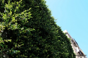 鬧區中的綠意--綠房子