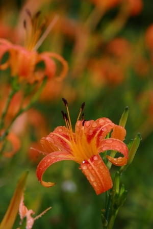 花蓮六十石山金針花