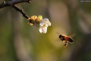 梅與蜂(一張流)