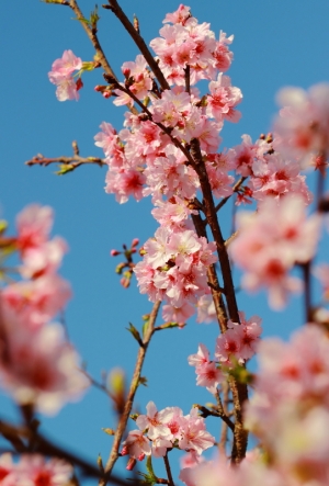 我也來『櫻』的!!