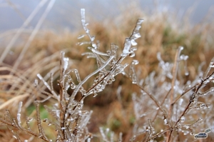 武陵農場..櫻花遊