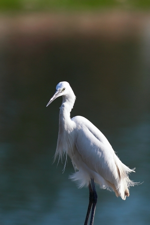 與白鷺的第二次接觸_300L