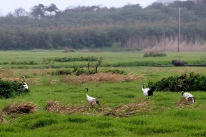 丹頂鶴 (台北金山濕地)