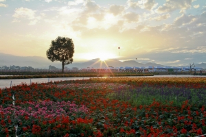 2011 新社Flower Festival