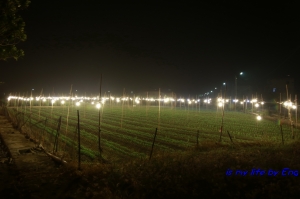 6D+24-105 f4夜拍花苗
