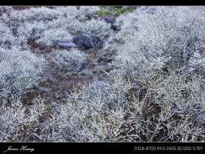 意雪梅香。烏松崙賞梅