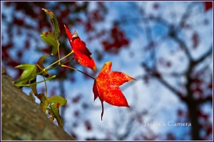 石門摃龜之旅(下) 楓葉篇