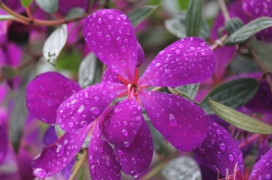 人工水珠&穿禮服的花