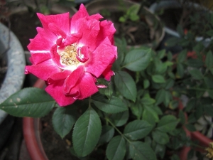 花色(DC拍攝)