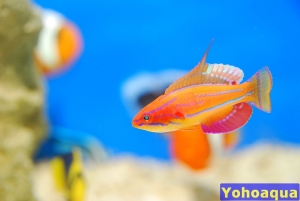 魚呢? 怎麼都沒人分享魚?