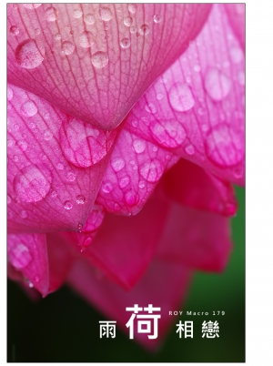 ROY Macro 179 │ 雨 荷 相 戀