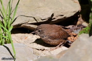高山普鳥 - 鷦鷯