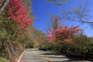 塔塔加石山吉野櫻