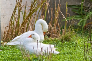 文化中心人工湖隨拍