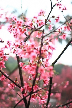 基隆 天鵝洞 山櫻花