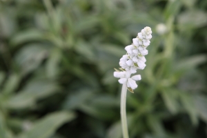 動靜之間,微物攝影