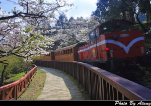 阿里山 .. 火車吉野櫻
