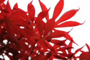 春天的紅葉.....